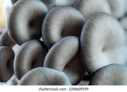 Brooks Ghost 17 Primer Gray Oyster Mushroom
