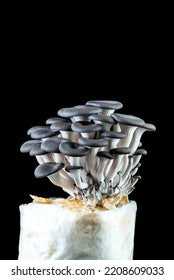 Brooks Ghost 17 Primer Gray Oyster Mushroom